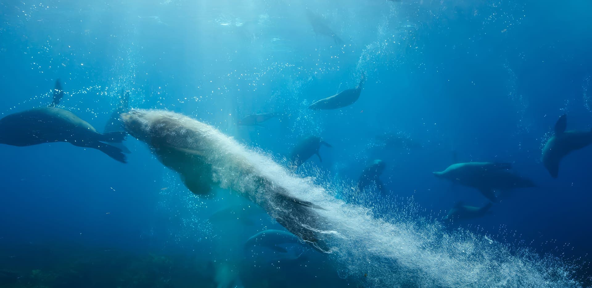 Sea Lions: Life by a Whisker