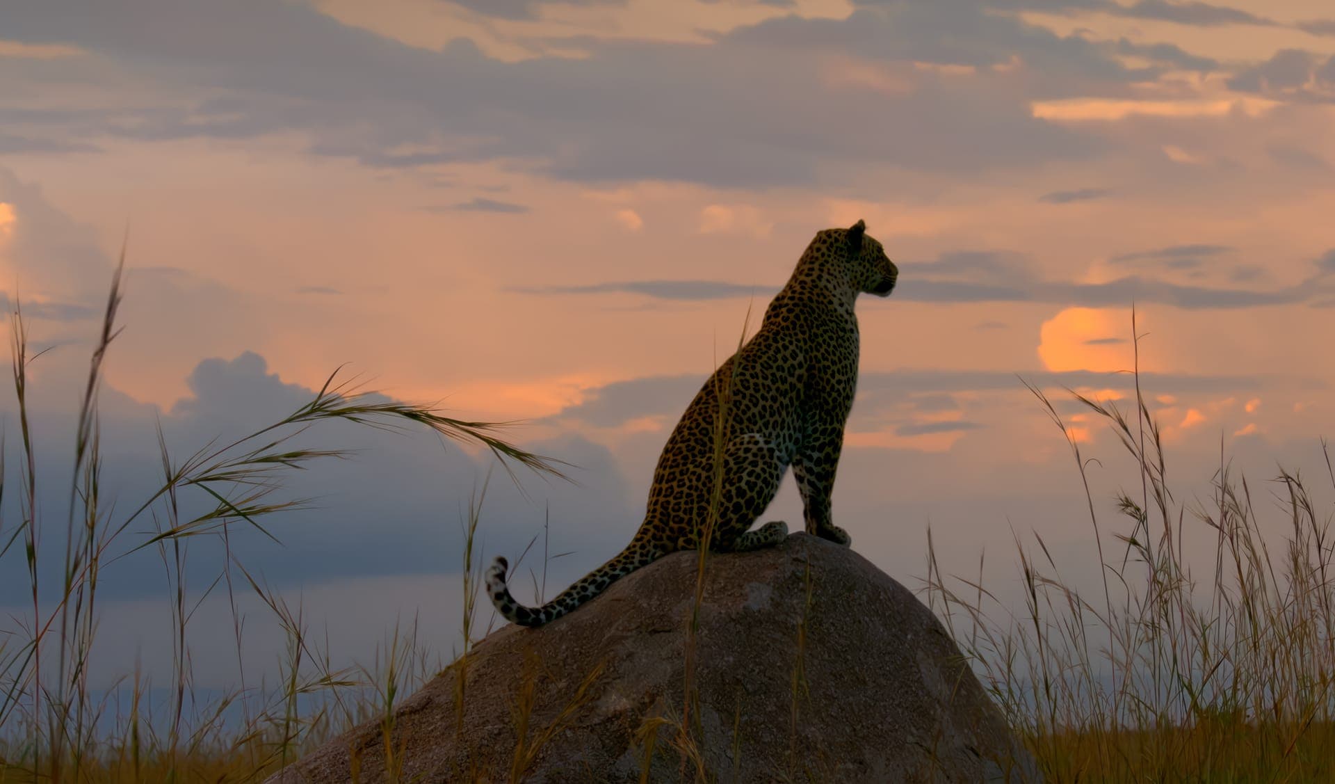 Serengeti: Journey to the Heart of Africa