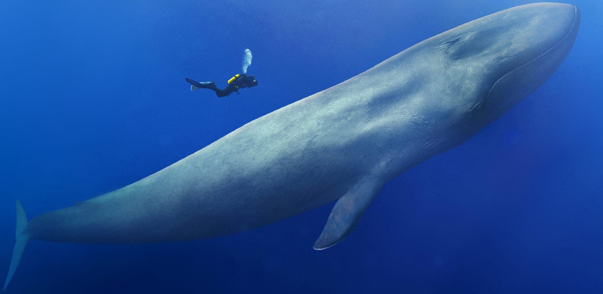 Blue Whales: Return of the Giants