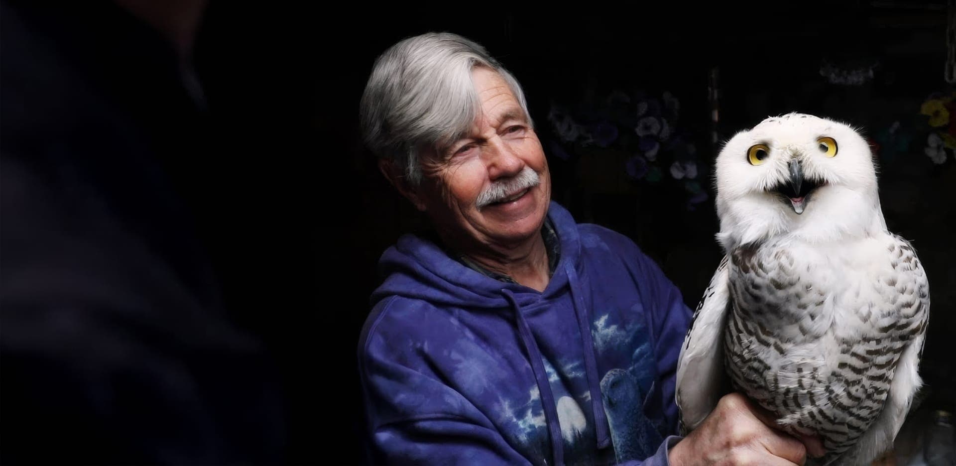 The Snowy Owls of Logan Airport